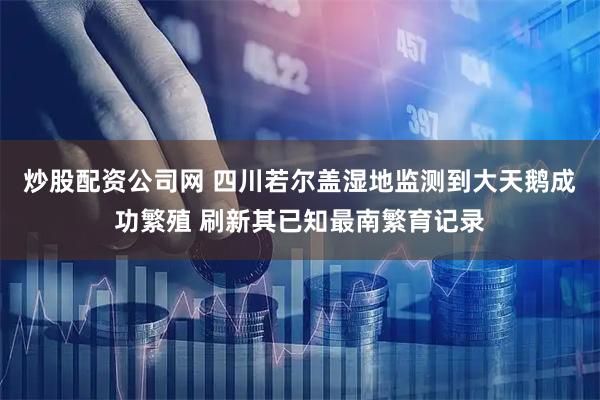 炒股配资公司网 四川若尔盖湿地监测到大天鹅成功繁殖 刷新其已知最南繁育记录